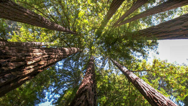 How Our Tree Care Process Works  in Powdersville, SC